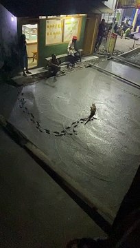 Cat Leaves Paw Prints on Wet Cement