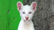 Video: este es el puma albino que se roba las miradas en un zoológico de Nicaragua