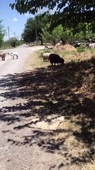 Animales sueltos en la zona de la Escuela Agrícola