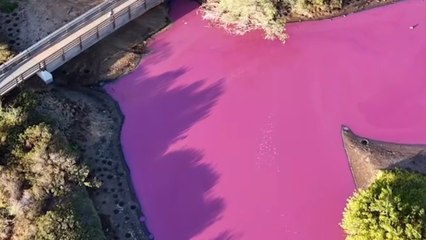 À Hawaï, la couleur d’un étang vire au rose fluo (et ce n’est pas du tout une bonne nouvelle)