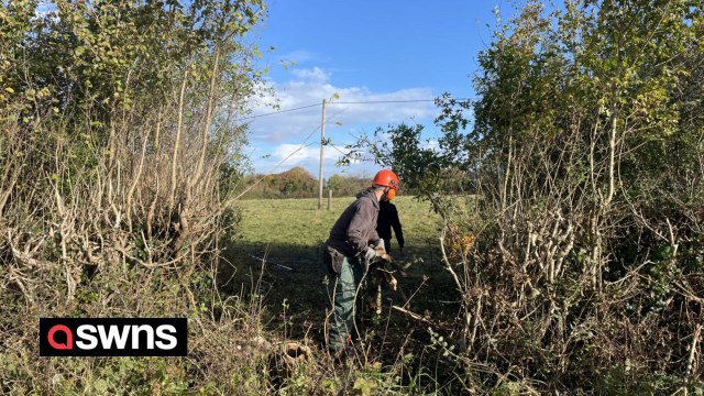 Ancient Hedgerow destroyed at one of Britain's last city farms
