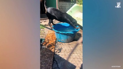 When God sends you a FUNNIEST Dog