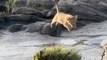 Lion Cub Takes a Leap of Faith!