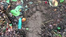'Bigfoot's size 23 prints and woodland lair' found in Wales