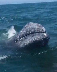 Whale, Hello There: Surprising Encounters with the Ocean's Giants