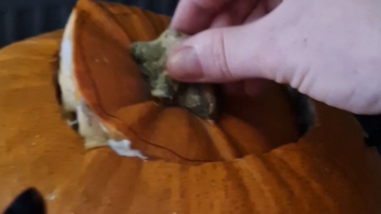 Woman is disappointed after her Halloween pumpkin turns out to be a spider's dream house
