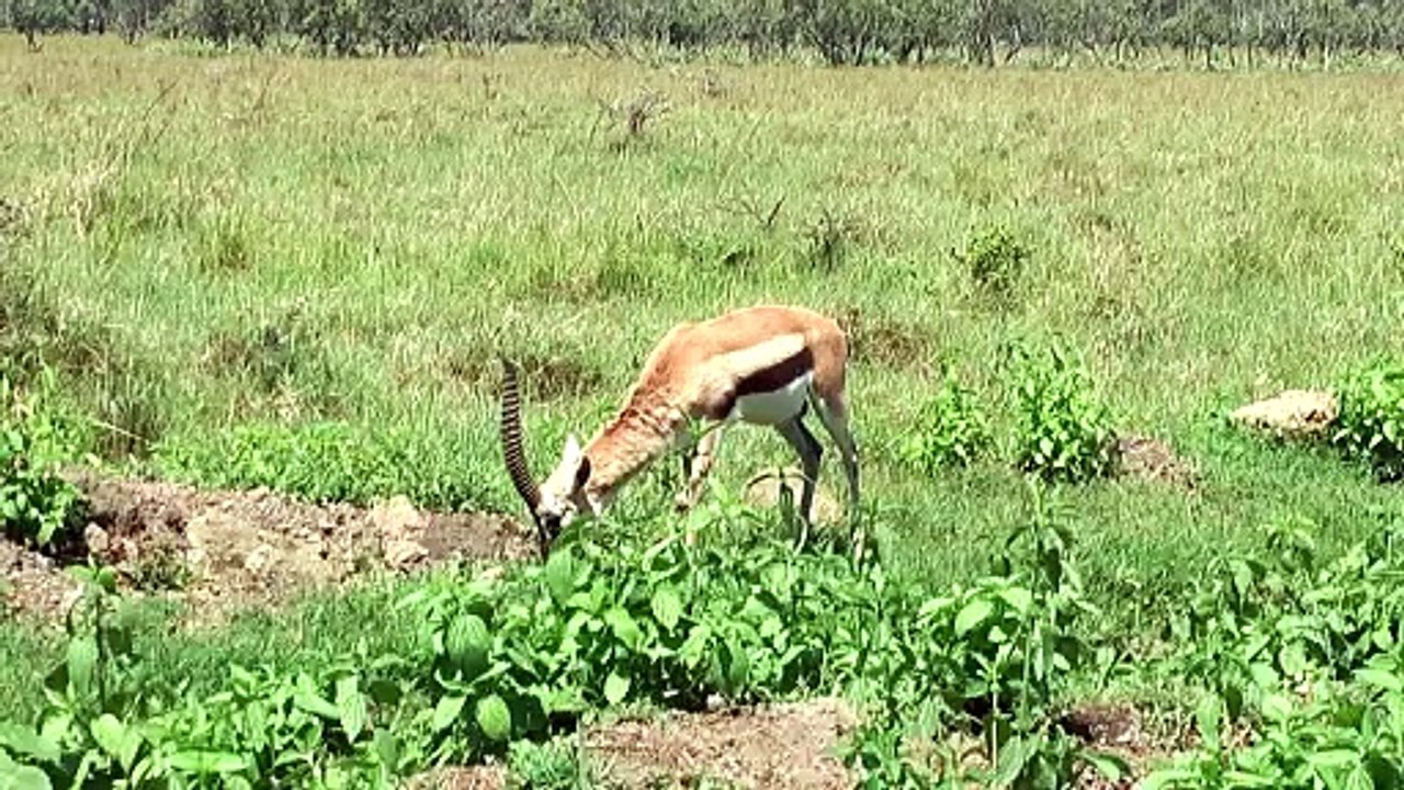 Nakuru National Park