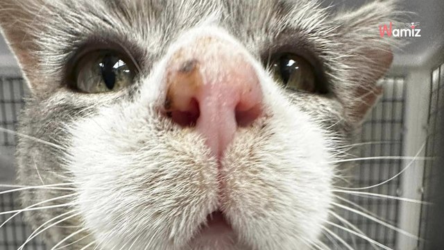Un chat errant est trouvé blessé : son expression provoque l’émotion des bénévoles du refuge