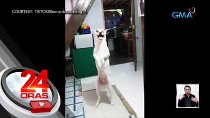 Aspin sa La Union na si "Hilux", kinaaaliwan dahil sa kanyang tricks gaya ng paglalakad nang parang tao | 24 Oras