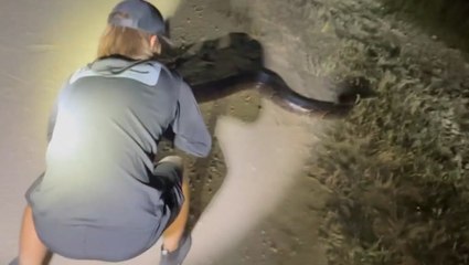 Python hunter wrangles 17ft-long snake in Florida national park