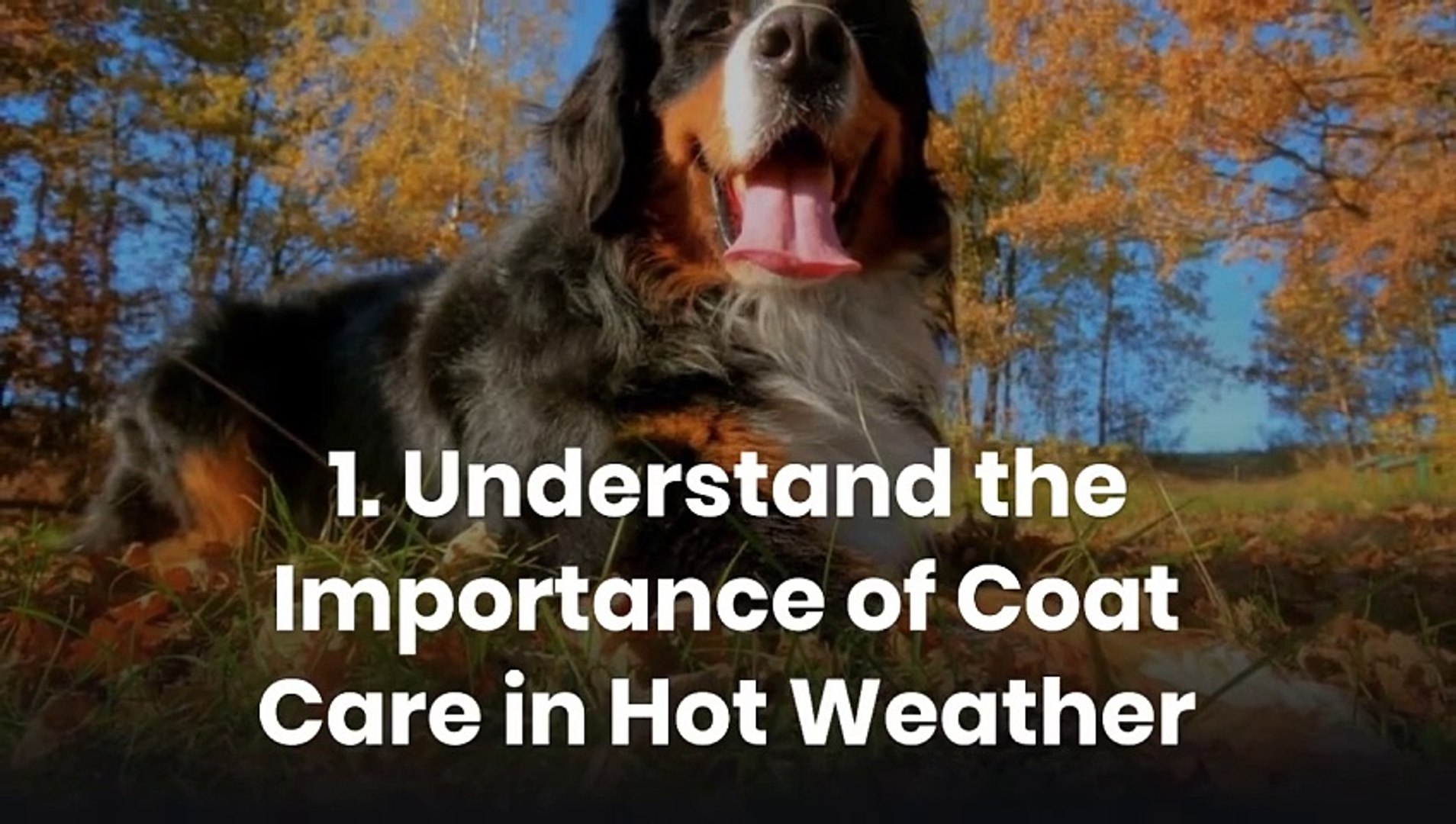 ⁣10 Essential Tips for Keeping Your Dog’s Coat Healthy in Hot Weather