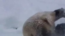 下雪了，熊貓高興到打滾！Panda rolls happily in the snow!