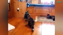 Funniest Cats Videos, The Siliest, Cutest And Funniest Cats 47