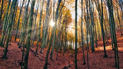 1 Hour Beautiful Music of Piano | Relaxing Piano Music