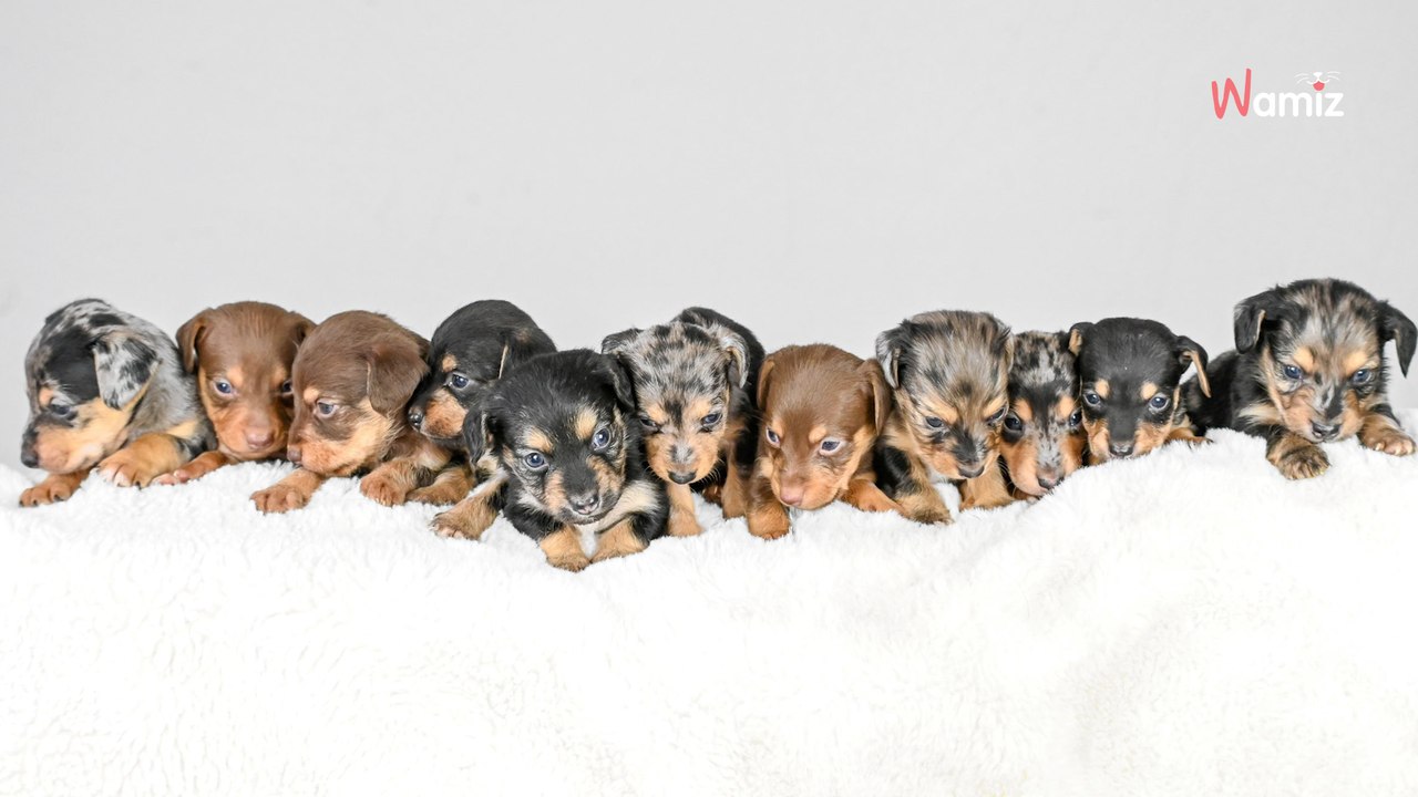 Elle aide sa Teckel à mettre au monde 10 chiots : le lendemain matin, elle manque de s'évanouir sous le choc