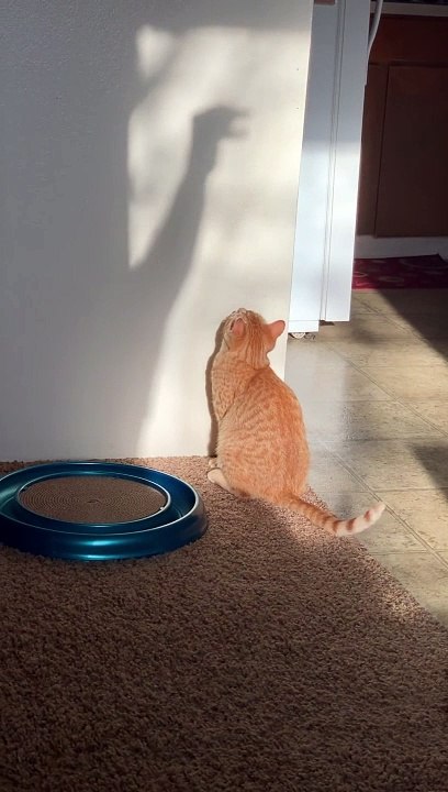 Cat Does Battle With Mysterious Shadow Monster