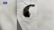 Precious the marmoset monkey had to be put down