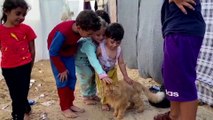 مشهد إنساني حزين.. حيوانات أليفة ترافق سكان غزة الهاربين من الموت