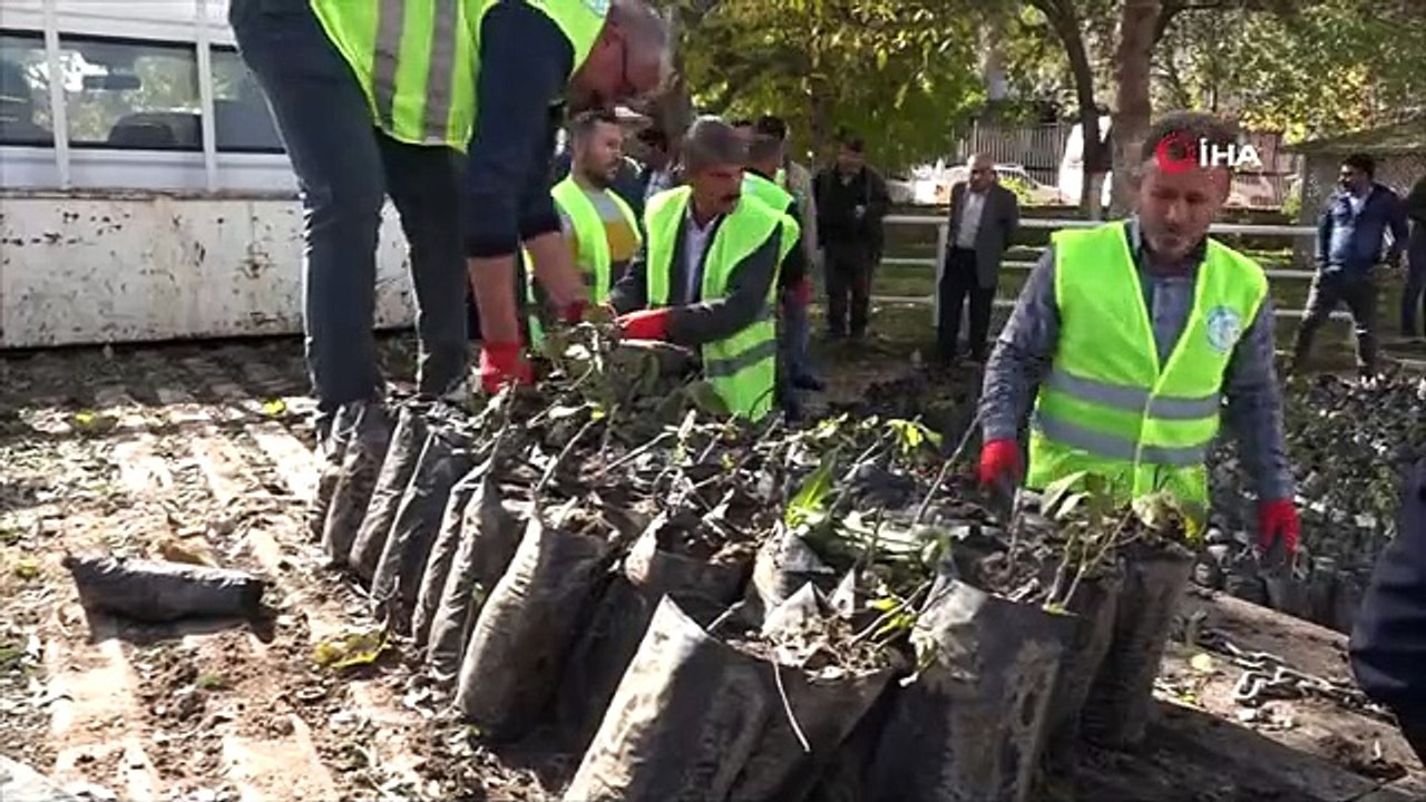 Erciş'te 30 Bin Ceviz ve Badem Fidanı Dağıtıldı
