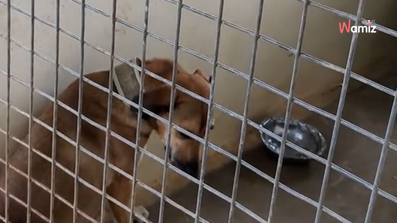 Rescue pup has stared through kennel bars for 2 years: Will she find a family?
