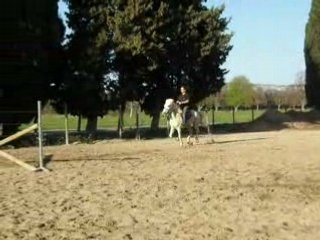 P3290029 medie des launes en sault