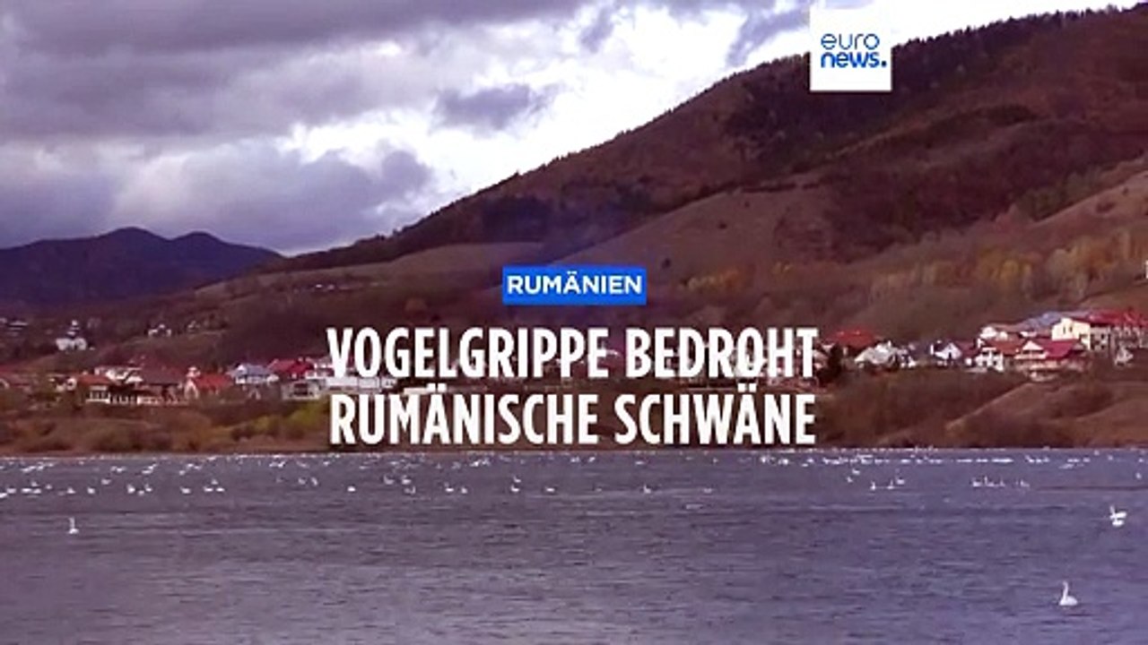 Schwan-Sterben in Rumänien: Vogelgrippe greift an See um sich