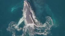 Mother and calf Humpback Whales ooze serenity by seamlessly cruising in crystal clear waters