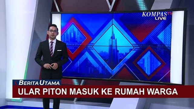 Heboh! Ular Piton Sepanjang 6 Meter Masuk Rumah Warga di Palembang