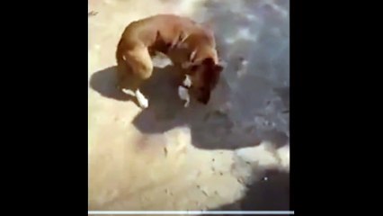 Vira-lata Caramelo arranca parte da orelha de suspeito e impede roubo