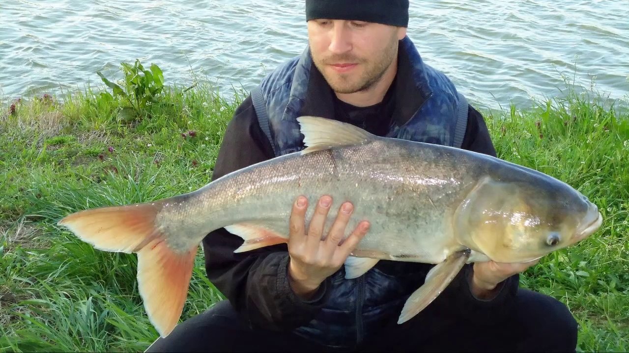 Fishing for Tolstolob (Hypophthalmichthys Molitrix) Lake ,,Vitska Elia,, Part-3