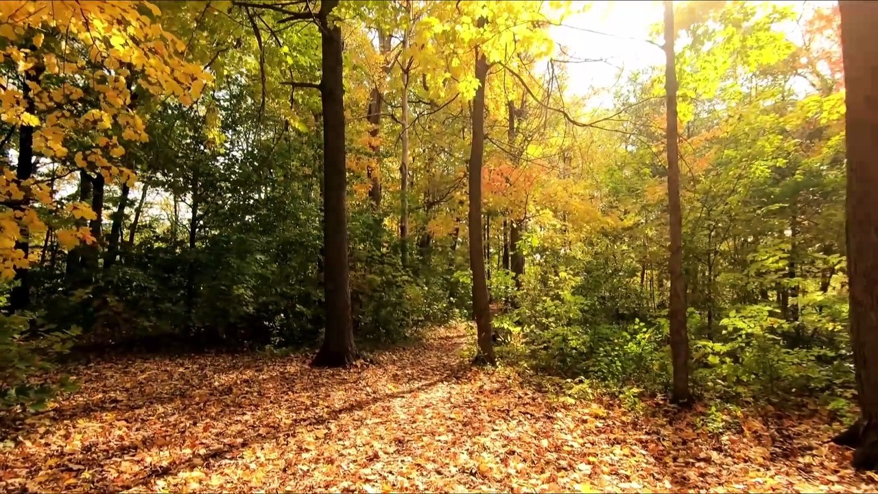 "Serenity Sounds: Gentle Ambient Music for Relaxation"