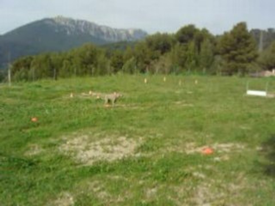 Tarah positions