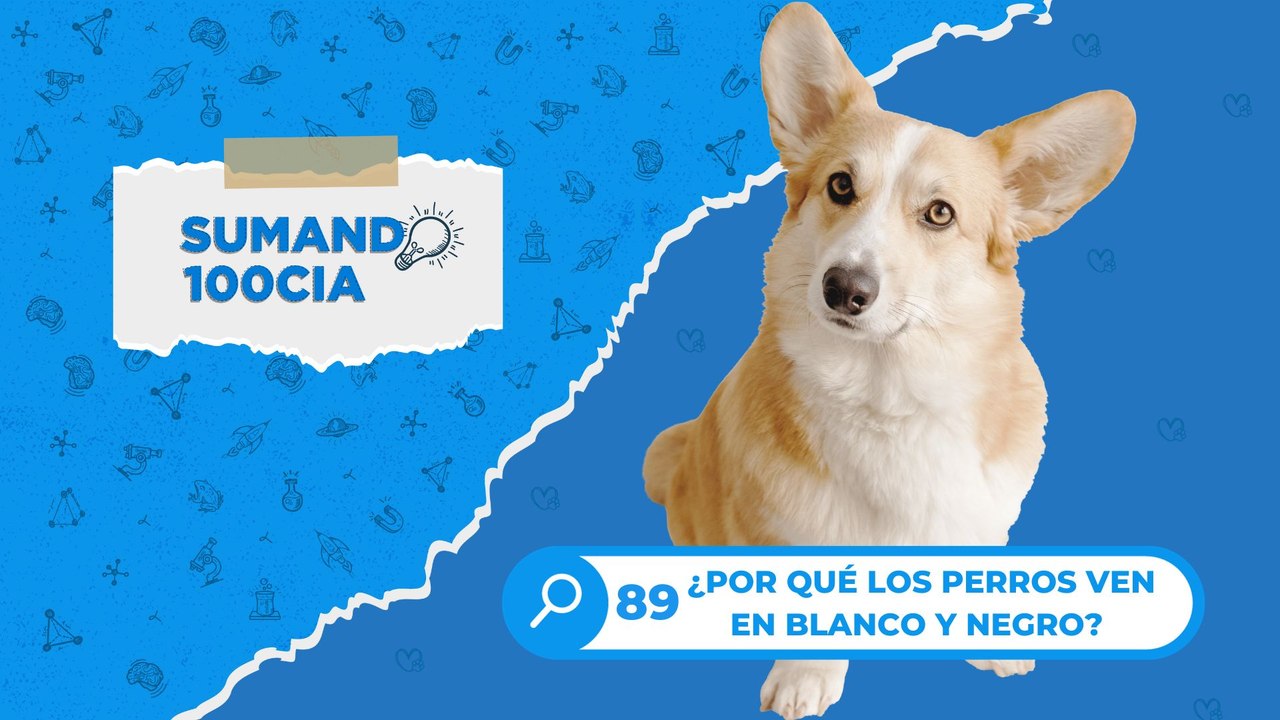 89 ¿POR QUÉ LOS PERROS VEN EN BLANCO Y NEGRO?