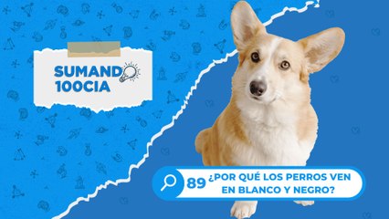 89 ¿POR QUÉ LOS PERROS VEN EN BLANCO Y NEGRO?