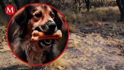 Localizan 7 fosas clandestinas en Jalisco; perros paseaban con extremidades humanas en la zona