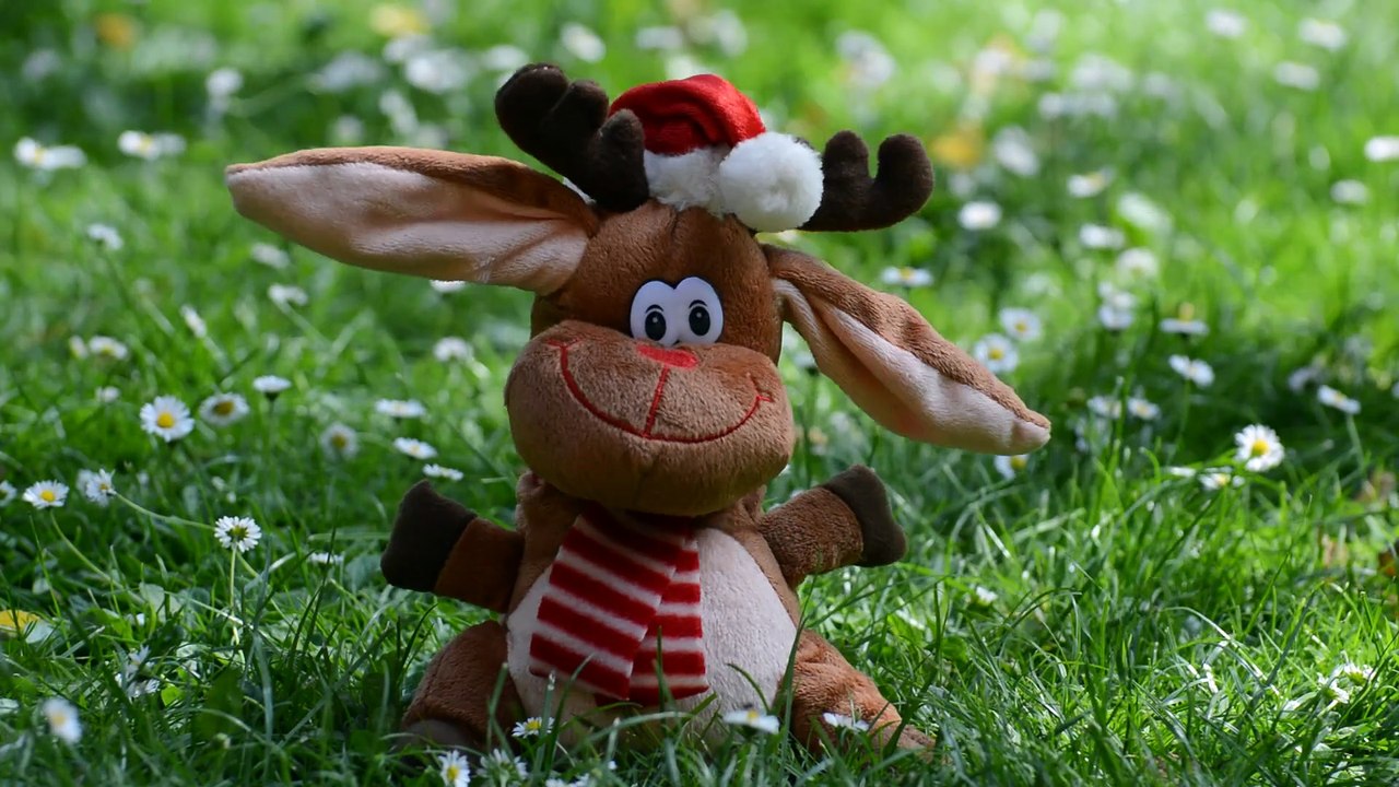 Cute Animal