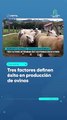 Tres factores definen éxito en producción de ovinos