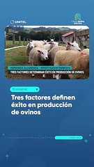 Tres factores definen éxito en producción de ovinos
