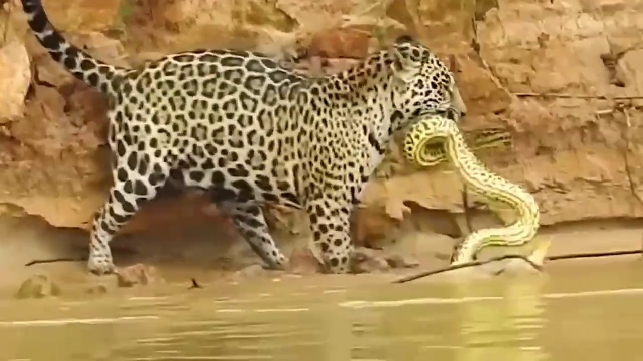 Natural life of Animals in jungle