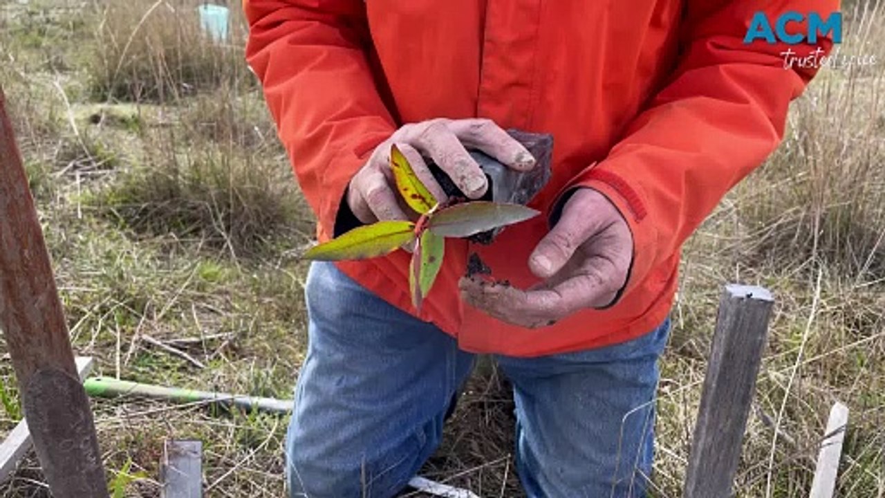 Tree planting at Woowookarung Park