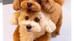 Cute Puppy Photoshoot | Tiny Cuteness