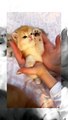 Tiny Kittens Try to Mimic | Tiny Cuteness