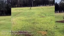 Zebra foal Subira gallops with glee just days after his birth at Mogo Wildlife Park