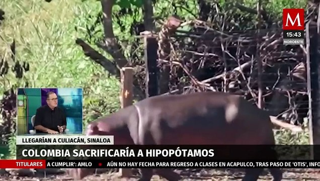 ¿Qué hará el gobierno de Colombia y Sinaloa con los hipopótamos de Pablo Escobar?