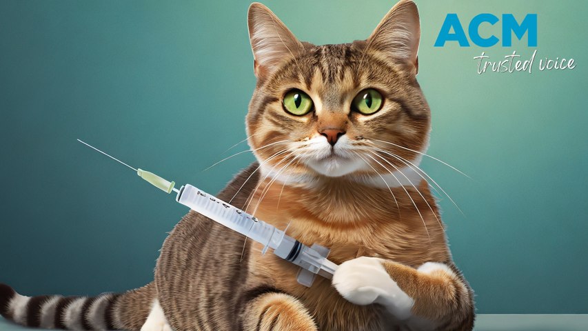 Australia is facing a shortage of cat vaccines that could last until early 2024, posing a risk to stray populations and animals in shelters.