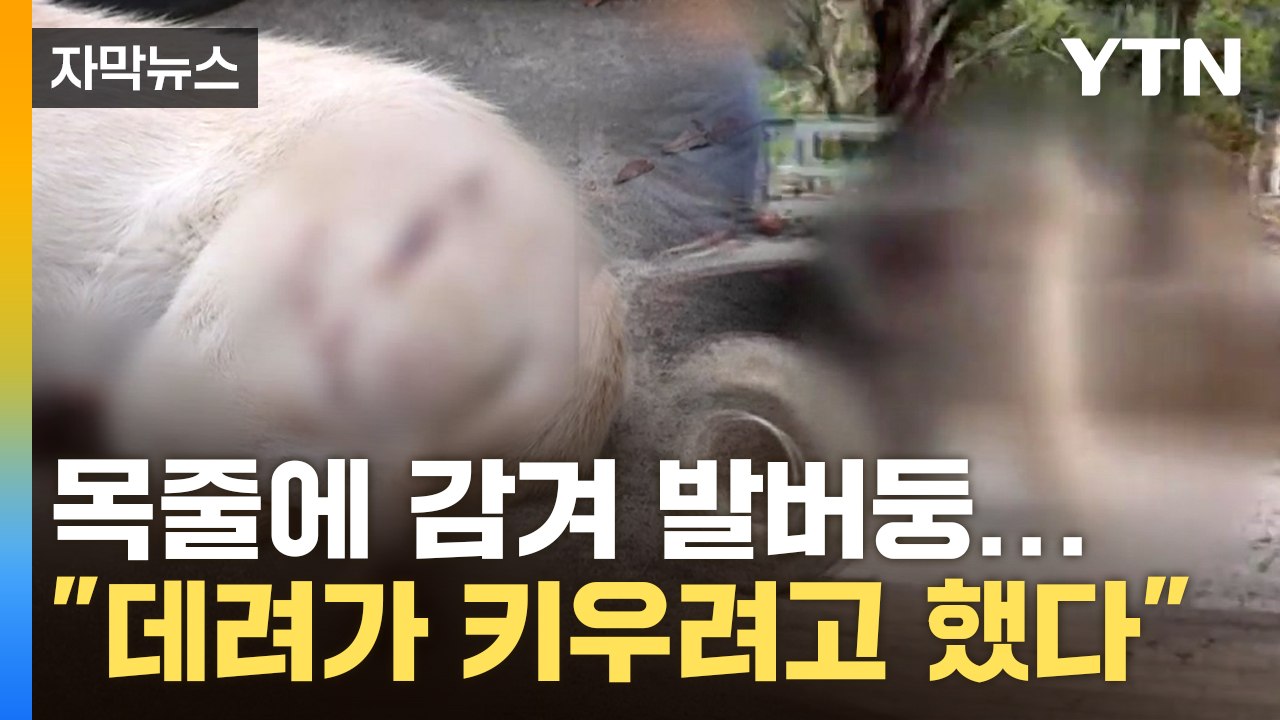 [자막뉴스] 오토바이에 묶고 질질... "데려가 키우려고 했다" / YTN
