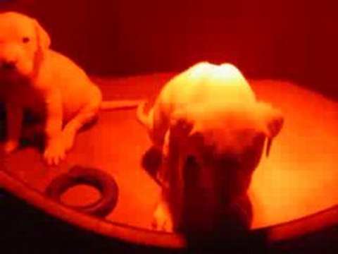 Billig et frèrot Batman !!!