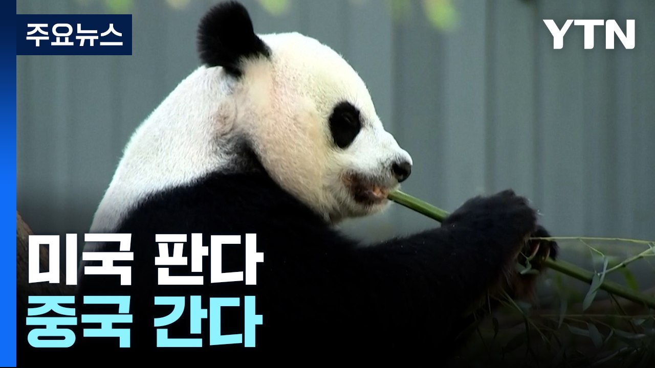 23년 만에 중국 돌아가는 판다 가족...'미·중 판다 외교' 막 내리나? [앵커리포...