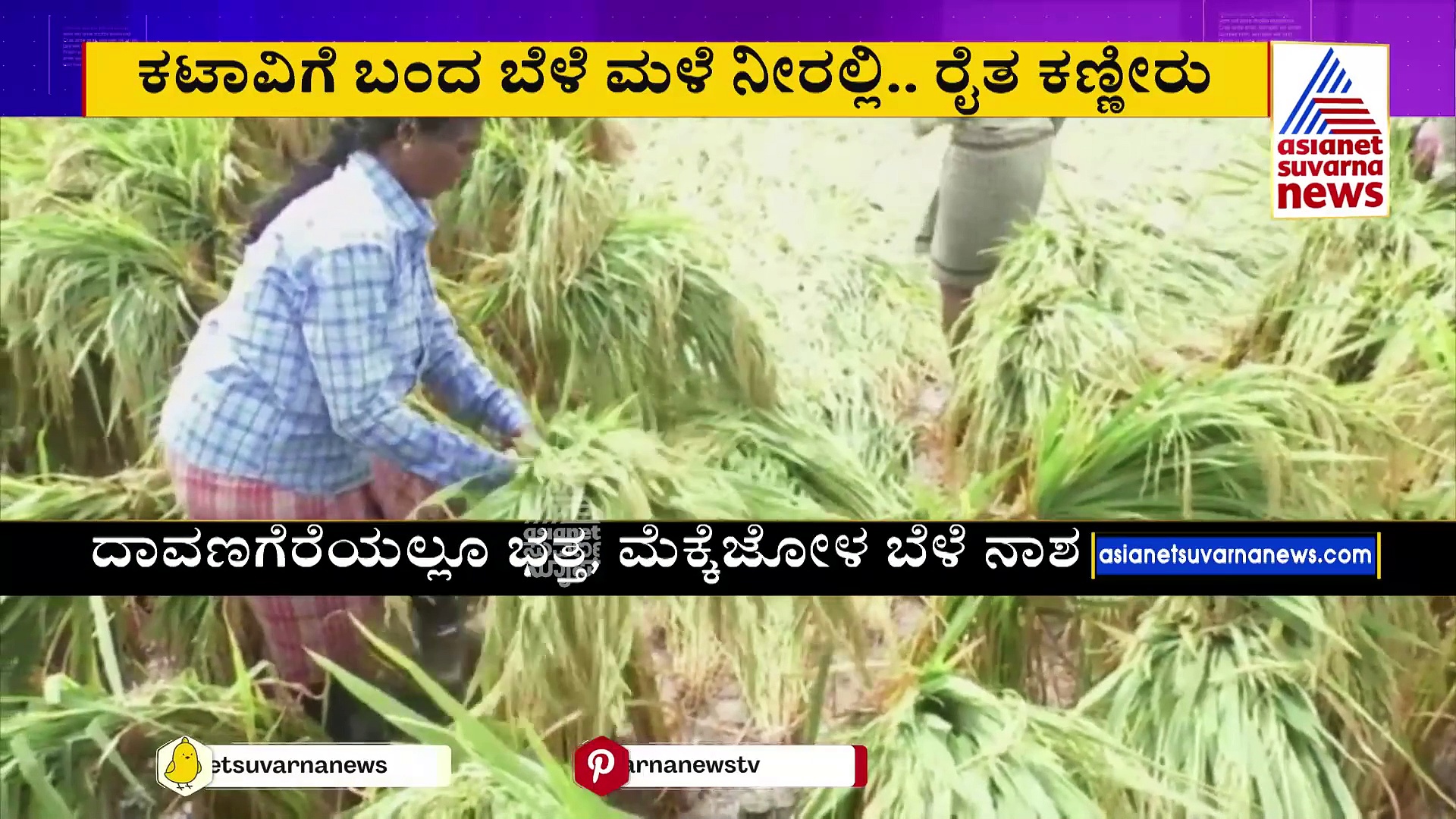 ಅಕಾಲಿಕ ಮಳೆಗೆ ಅನ್ನದಾತ ಕಂಗಾಲು..ಕಟಾವಿಗೆ ಬಂದ ಬೆಳೆ ನೀರಲ್ಲಿ..ರೈತರ ಕಣ್ಣೀರು