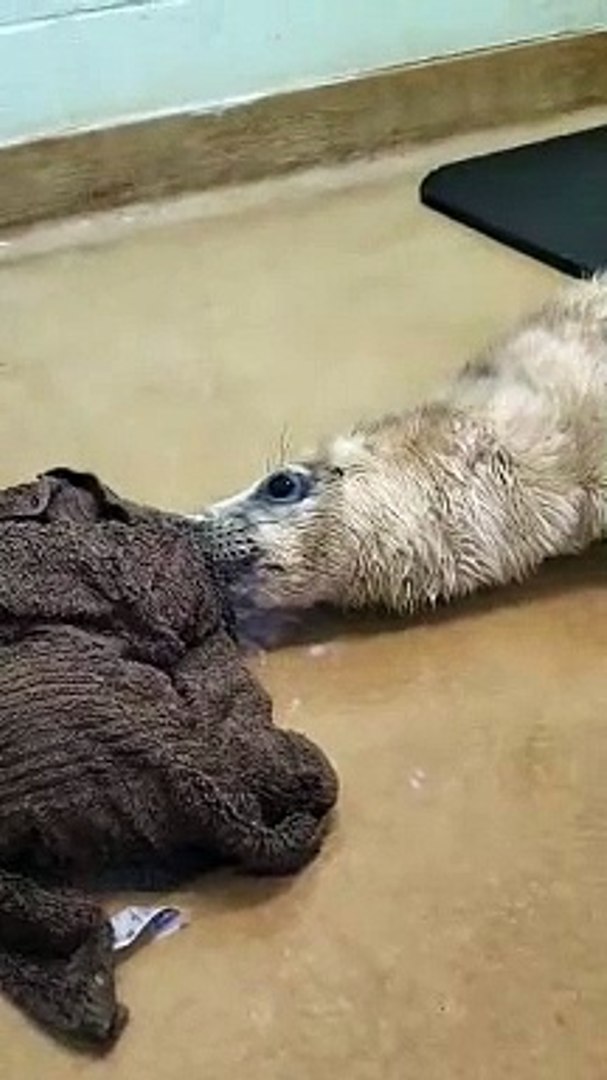 ⁣Orphaned seal pup rescued from garage and rehabilitated at Sussex animal rescue